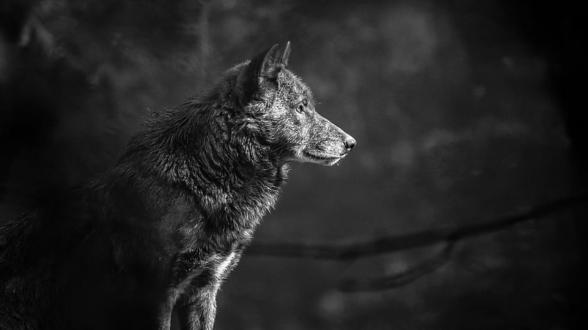 gray scale graphy of wolf grey wolf gray scale HD wallpaper