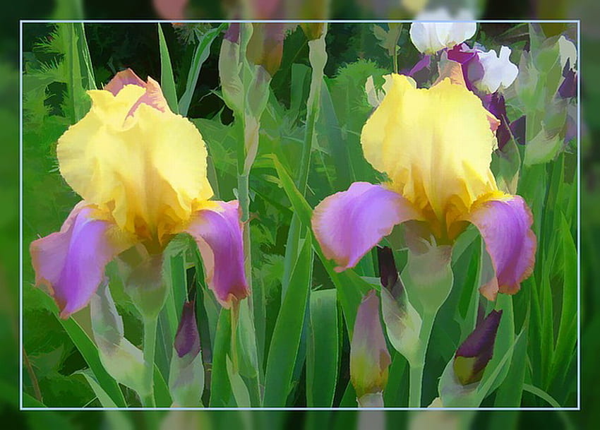 IRIS, violet, fleurs, jaune Fond d'écran HD
