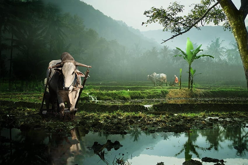 The Farmer, cow, ploughing, landscape, beautiful, mountain, rural, field, hardworking, farmer HD wallpaper