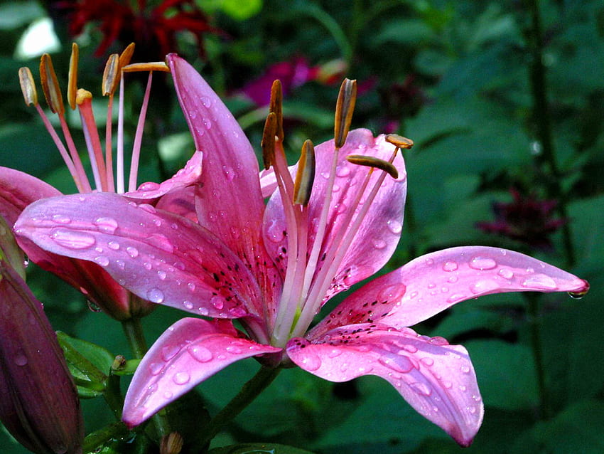 ลิลลี่สีชมพู สีชมพู ต้นไม้ ดอกไม้ ลิลลี่ วอลล์เปเปอร์ HD