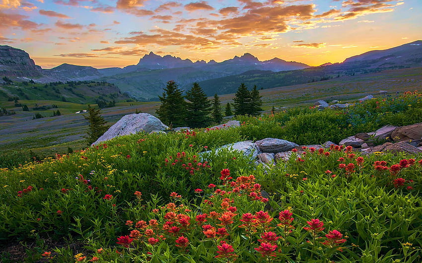 Sunrise over the Tetons, wildflowers, clouds, colors, sky, mountains, usa, wyoming HD wallpaper