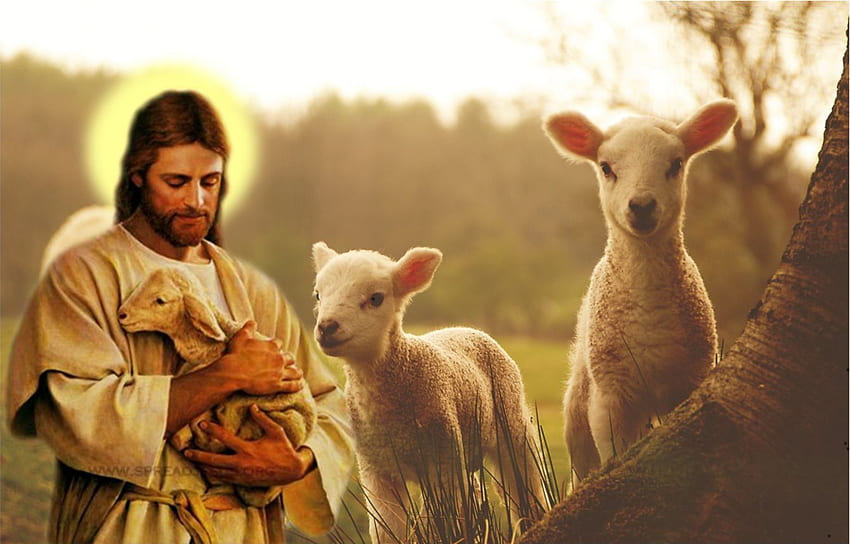 ИСУС добър пастир, бог, Исус, пастир, овце HD тапет