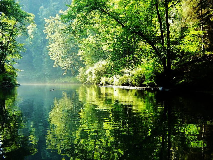 Tiempo tranquilo, mañana, pacífico, brumoso, árboles verdes, lago, pato nadando fondo de pantalla