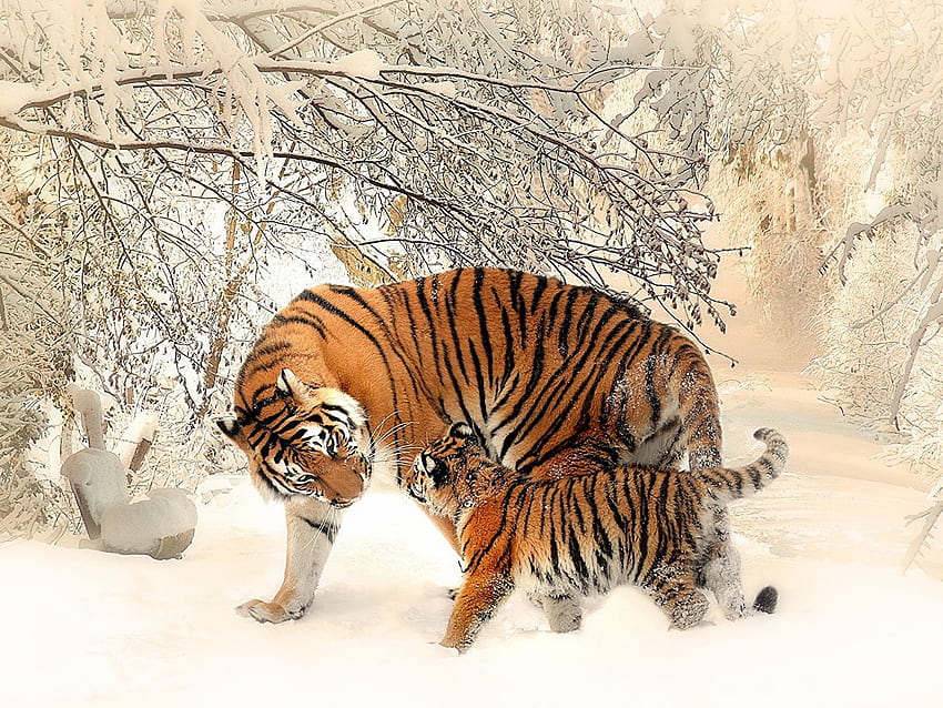 tiger Cubs Two Winter Snow Animals HD wallpaper