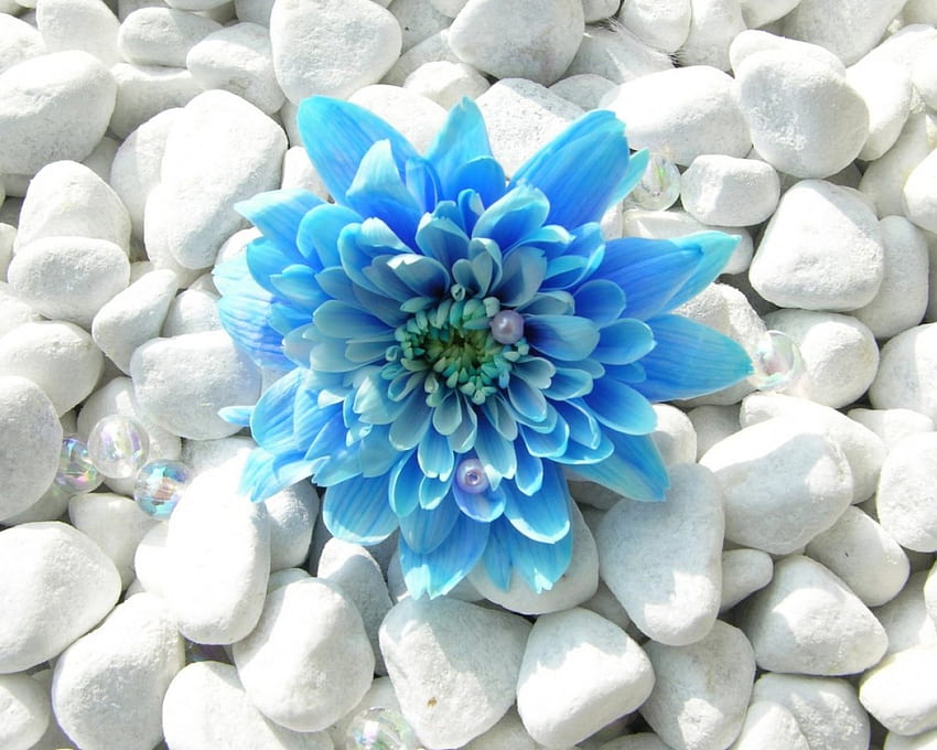 blue flowers in rocks, blue, nature, rocks, flower HD wallpaper