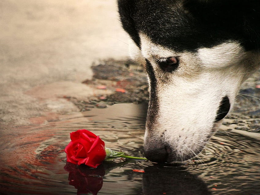 Smell the Love, animal, dog, puddle, rose, white, black, red, water HD wallpaper