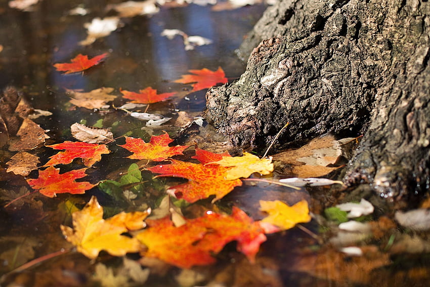 Autumn Leaves Fall Foliage Hd Wallpaper Pxfuel