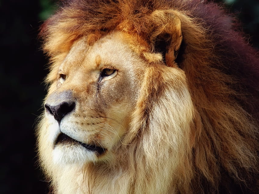 ライオン ライオン、動物、ライオン、野生動物、大きな猫 高画質の壁紙