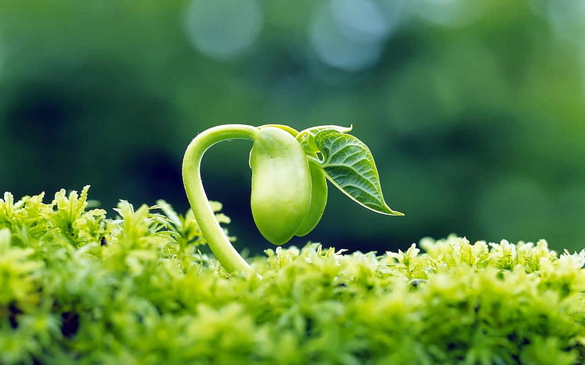 Sprout . Cây cối, Thiên nhiên, Hình ảnh HD wallpaper
