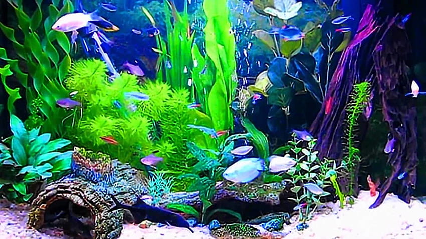 Moving Aquarium, Ultra Aquarium HD wallpaper | Pxfuel