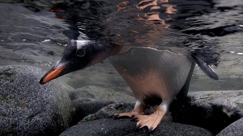 แท็กนกเพนกวิน : นกหิมะ นกเพนกวิน นกสีแดง เพนกวิน, สัตว์ฤดูหนาวเพนกวินน่ารัก วอลล์เปเปอร์ HD