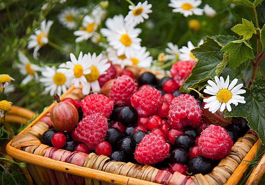 Food, Camomile, Raspberry, Berries, Currant, Gooseberry, Basket HD wallpaper
