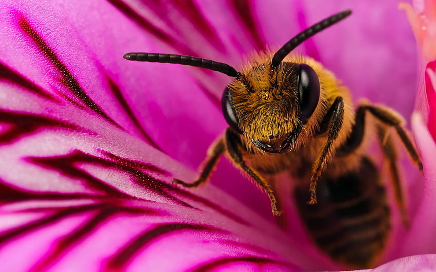owady, pszczoły Tapeta HD