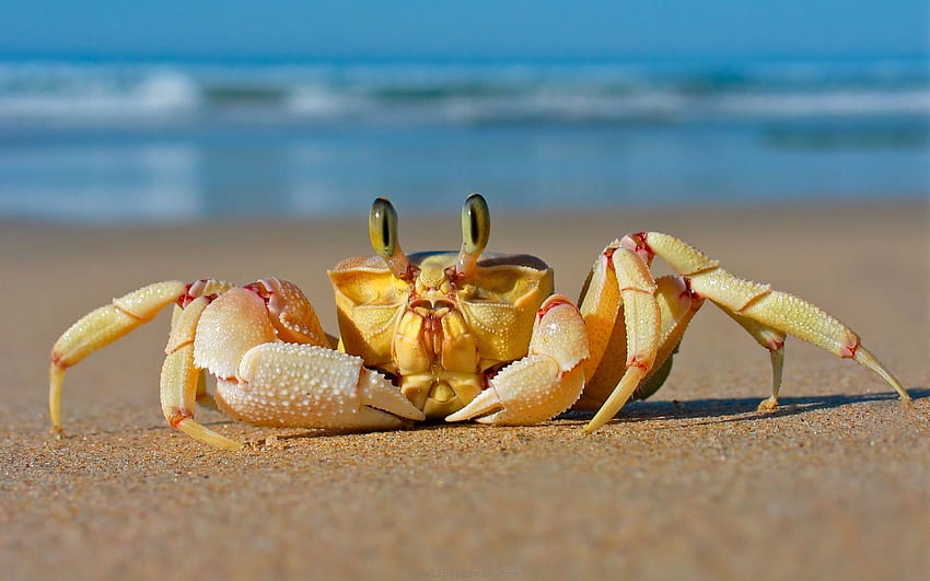 Crabe de plage. Animaux beaux, Animaux Fond d'écran HD