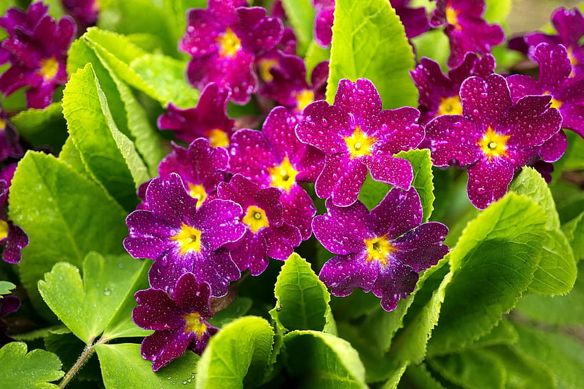 Prímula púrpura, prímula, jardín, gotas, hermosa, primavera, verano, púrpura, hojas, mojado, bonita, flores fondo de pantalla