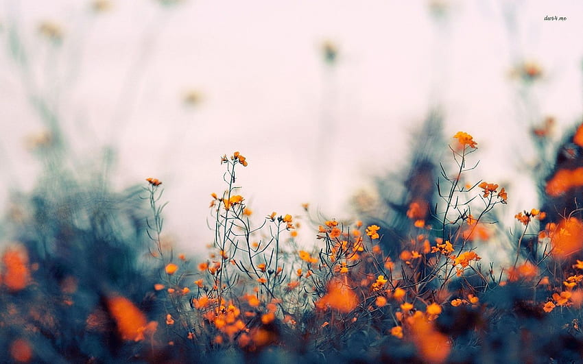 Bunga oranye kecil - Bunga Wallpaper HD