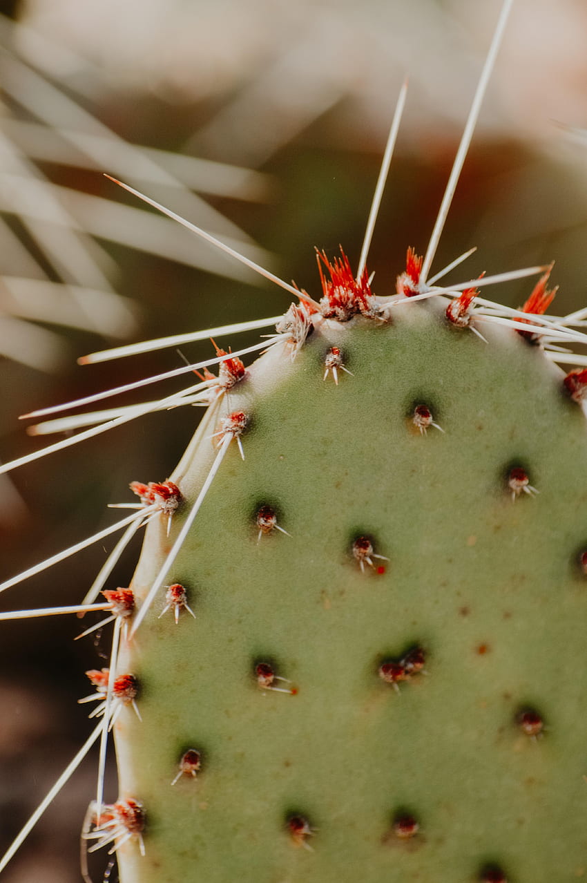 Pflanze, Makro, Kaktus, Dornen, Stacheln, Kaktusfeige, Opuntia HD-Handy-Hintergrundbild