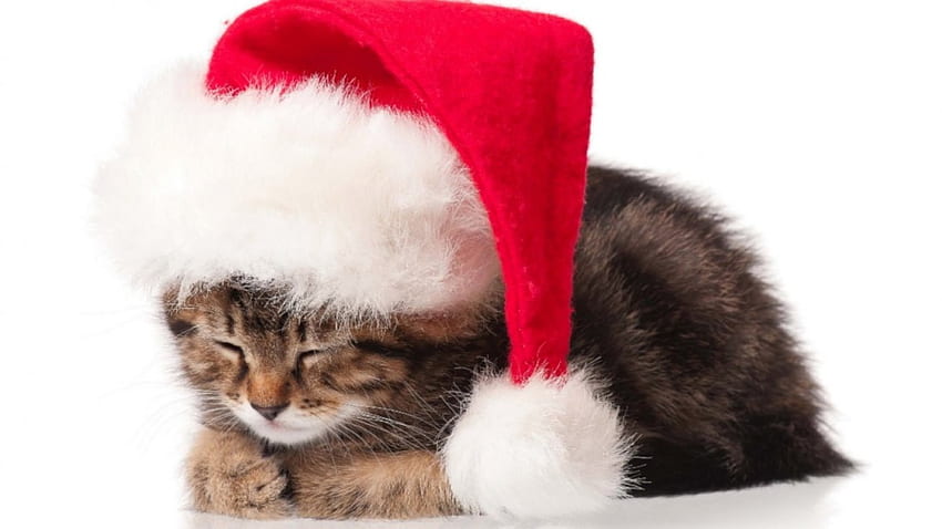 Christmas Kittens, cute, animals, christmas, kittens HD wallpaper
