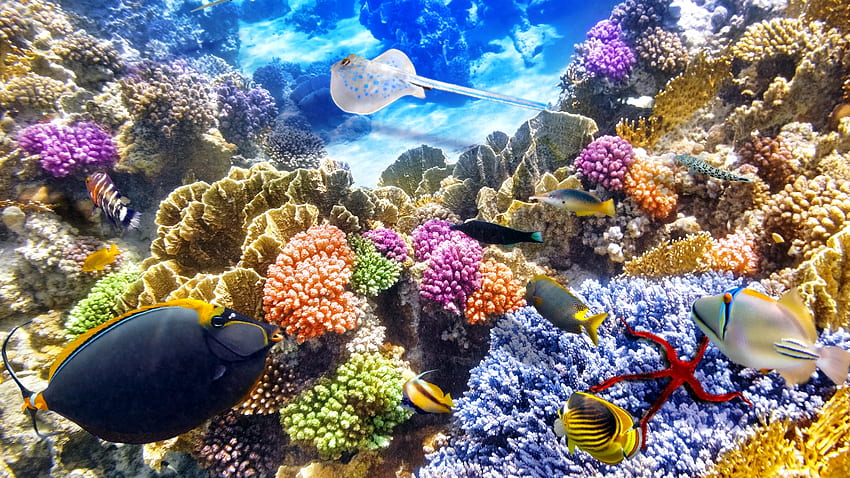 Unter dem Meer, Unterwasser, Koralle, Meer, Fisch, Seestern HD-Hintergrundbild