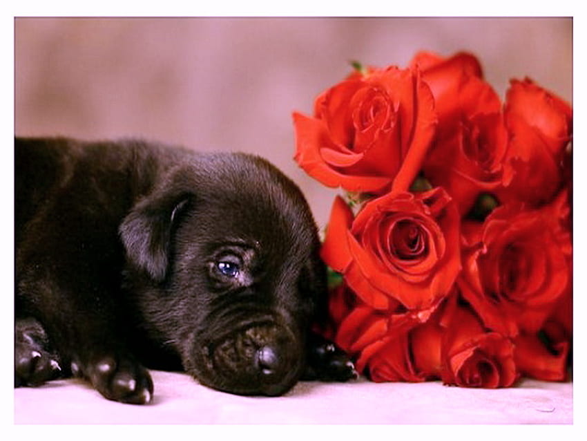 Puppy Love, perrito, negro, rosas, amor, lindo fondo de pantalla