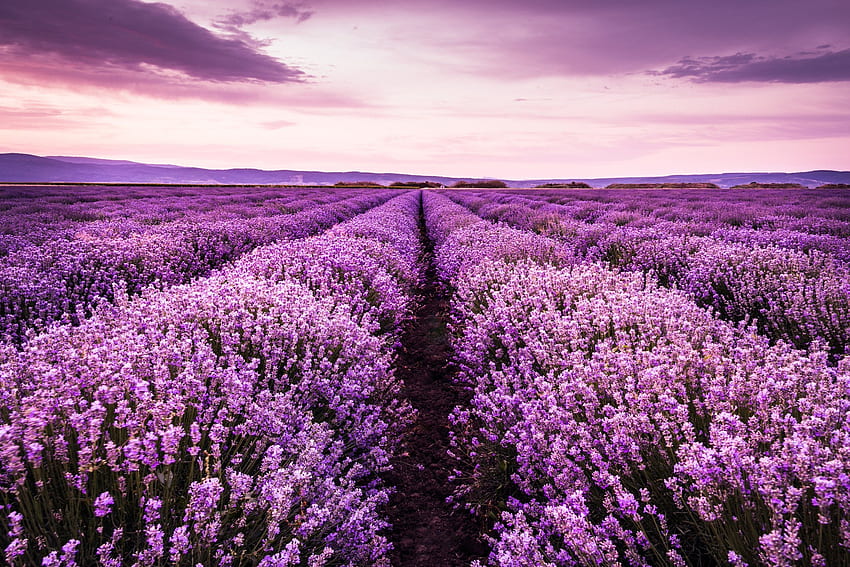 ungu, alam, lapangan, lavender Wallpaper HD