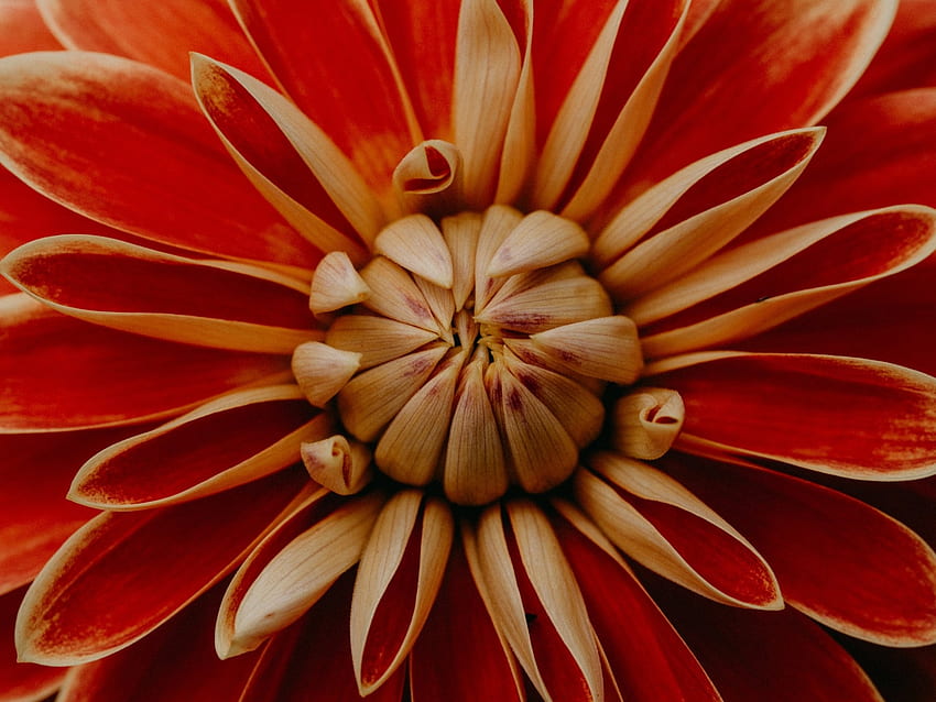 ดอกดาเลีย ธรรมชาติ มาโคร ดอกไม้ วอลล์เปเปอร์ HD