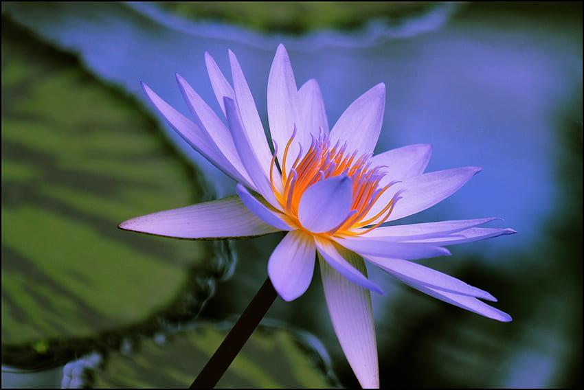*Come Back Lotus*, グラフィック, かわいい, 色, 春, 花びら, 水, 池, 甘い, 美しい, 季節, 夏, 紫, 花粉, 葉, かわいい, スイレン, 愛, クール, 自然, 花, ユリ, 美しい 、素晴らしさ、蓮 高画質の壁紙