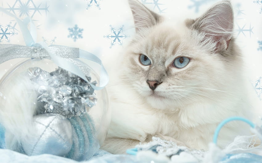 Noel yavru kedi, tatlı, hayvan, yavru kedi, tatil, Noel, kedi, kedi, evcil hayvan HD duvar kağıdı