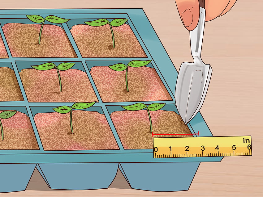 How to Grow Flowers from Seed (with ), Seed Germination HD wallpaper