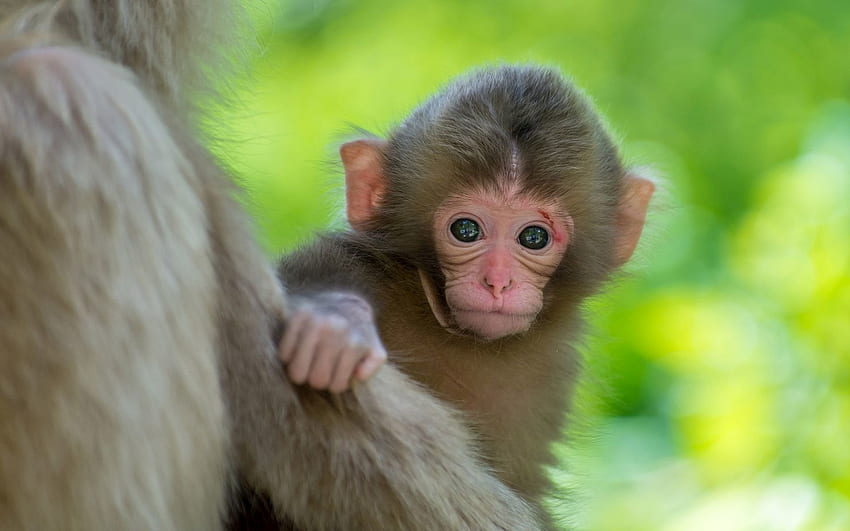 赤ちゃん猿、かわいい赤ちゃん猿 高画質の壁紙