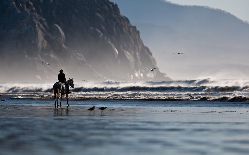 Nature, Birds, Sea, Shore, Bank, Horse, Horseman, Rider HD wallpaper
