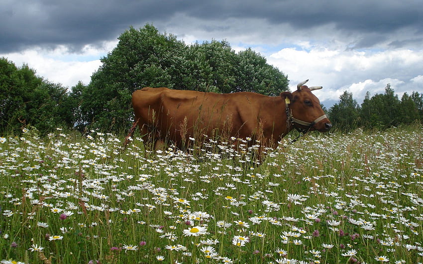 zwierzęta, rumianek, krowa, kwitnąca łąka, kwitnąca łąka Tapeta HD