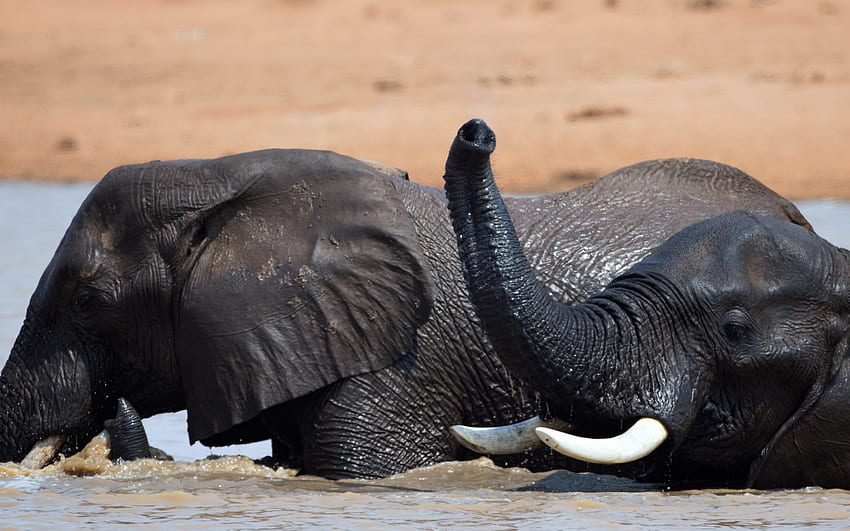 слонове в реката, слоновете плуват, река, диви животни, слонове, Африка HD тапет
