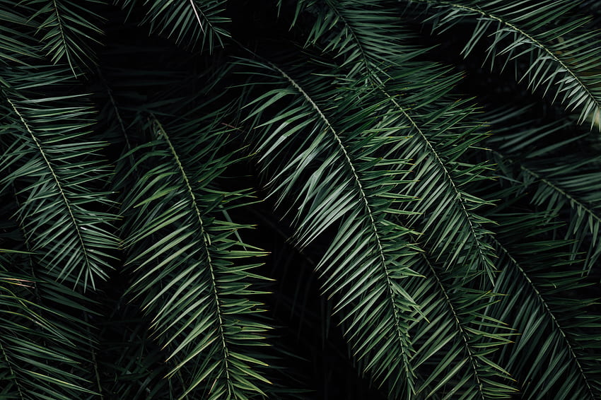 Nature, Leaves, Palm, Branches HD wallpaper | Pxfuel