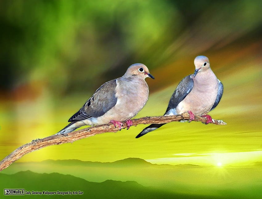 Pigeons on a branch, branch, pigeons, sun, dove HD wallpaper