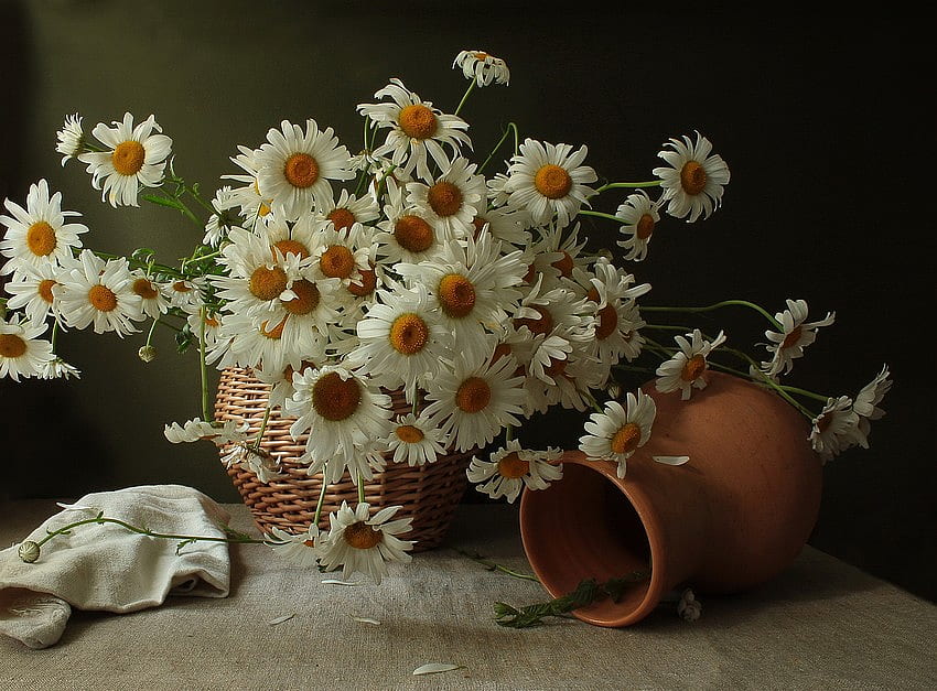 Daisy Potts, sonnig, Tisch, Blumenstrauß, Keramik, Frühling, frisch, Gänseblümchen, hell, Blumen, Stoff, Schnitt, Töpfe HD-Hintergrundbild
