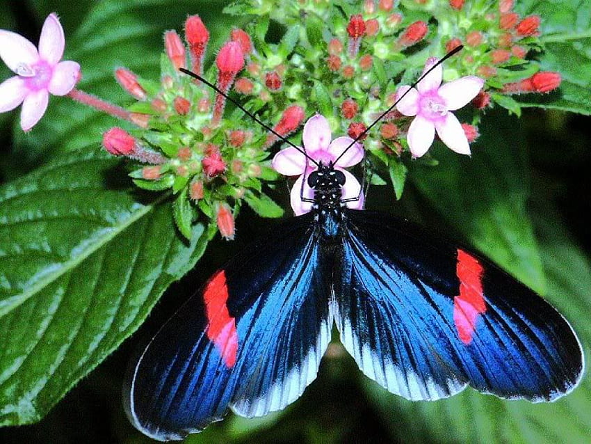 That's a Pretty Flower, blue, wings, black, buds, leaves, butterfly, animals, flower, green, red, nature HD wallpaper