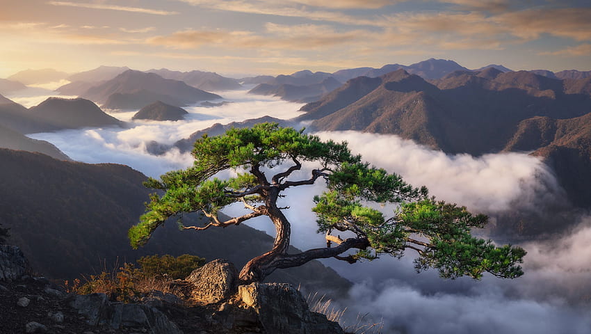 영감 Epic Korean Pine Trees In The Mountains Of South Korea (Credit To U NathanielMerz) : 분재 HD 월페이퍼