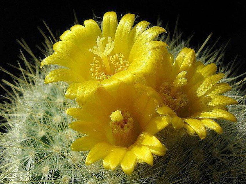 Prickly and Pretty, prickly, yellow, nature, flowers, cactus HD wallpaper
