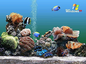 Aquarium amazing aquarium background HD wallpapers | Pxfuel