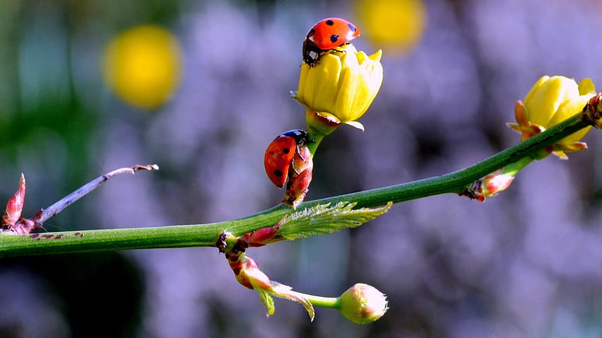 Ladybugs, Macro, Branch, Buds, Spring HD wallpaper