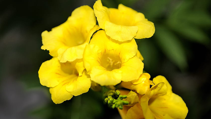 Exotic_flowers_Anagyris_latifolia, nature, petal, yellow, flower HD wallpaper