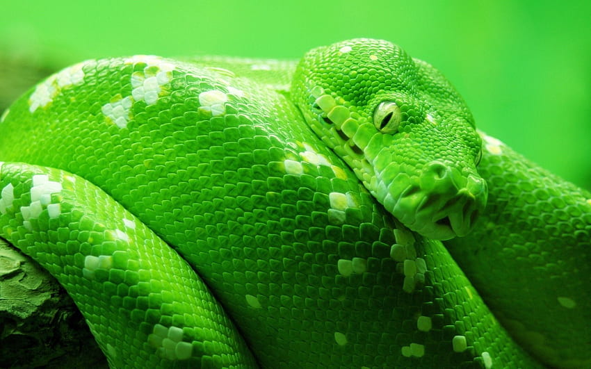 Animals, Color, Stains, Spots, Snake, Head HD wallpaper