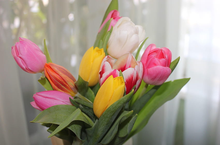 Flowers, Tulips, Bright, Bouquet, Spring HD wallpaper