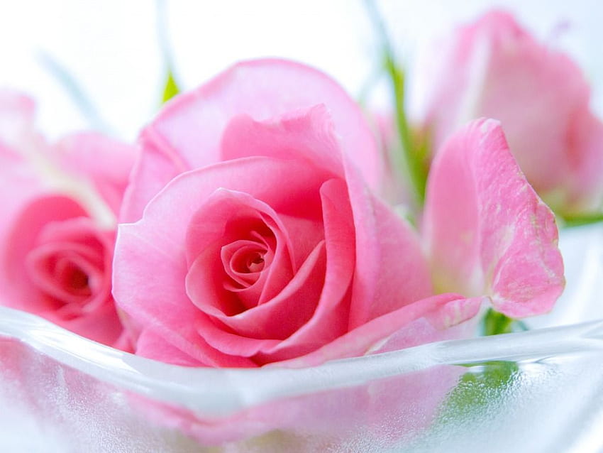 Best Pink Cute Roses Rose Live Hq, かわいいピンクの花 高画質の壁紙