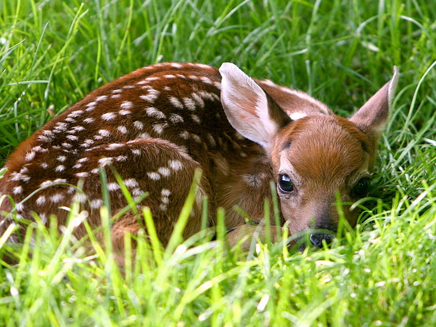 풀밭에 숨어 있는 겁먹은 작은 새끼 사슴 HD 월페이퍼