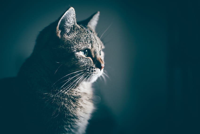 Cat, Animals, Muzzle, Profile HD wallpaper