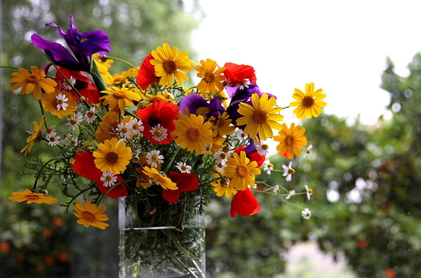 Blumen, Mohnblumen, Sommer, Kamille, Blumenstrauß, Vase, Schwertlilien HD-Hintergrundbild