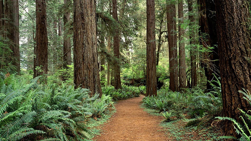 Redwood Forest HD wallpaper
