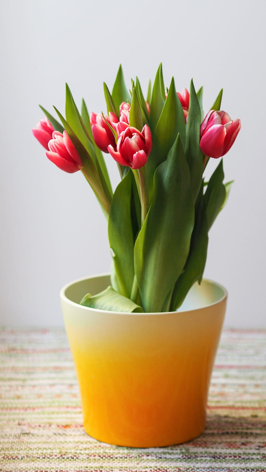 / planta y pétalo de flor de tulipán en maceta, flores en maceta fondo de pantalla del teléfono